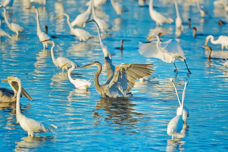 Great egrets (Casmerodius albus) and great blue herons (Ardea herodias) looking for fish in a pond, Sanibel Island, Florida, United States of America