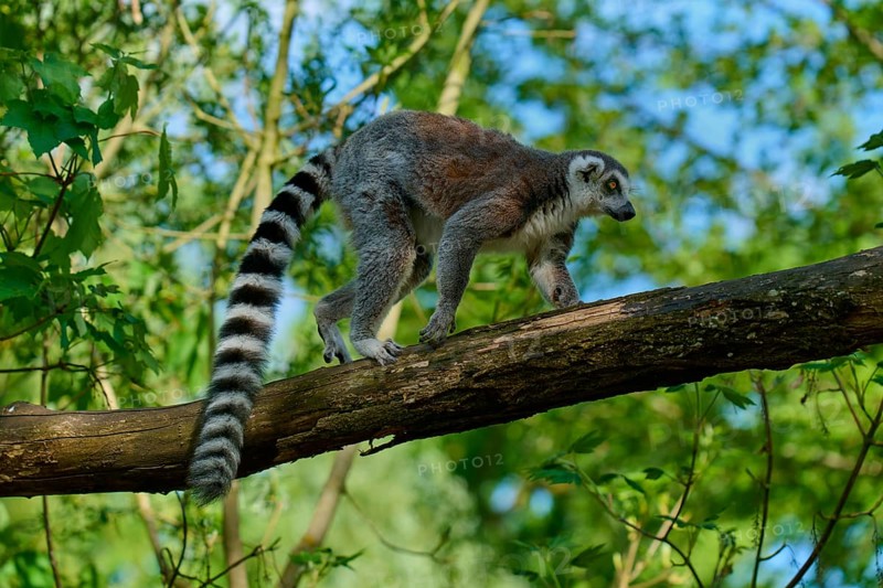 A catta (Lemur catta) walking on a branch in a natural environment, France, Europe