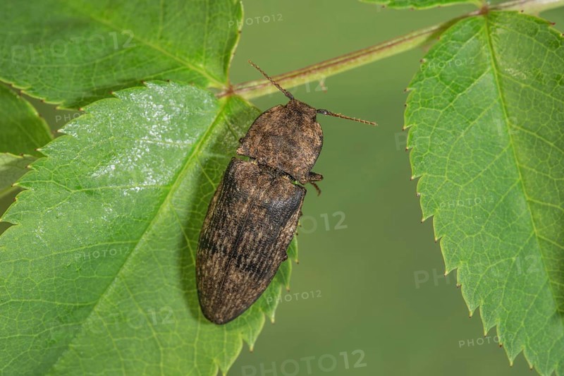 Agrypnus murinus beetle (Adelocera murina) sitting on a green leaf in a natural environment, Baden-Württemberg, Germany, Europe