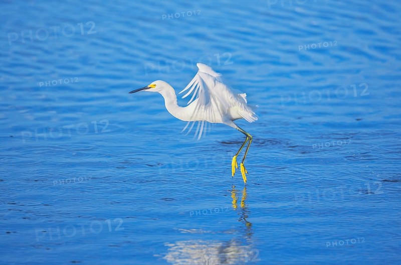 Snowy Egret (Egretta thula) starting flight, Sanibel Island, J.N. Ding Darling National Wildlife Refuge, Florida, USA, North America