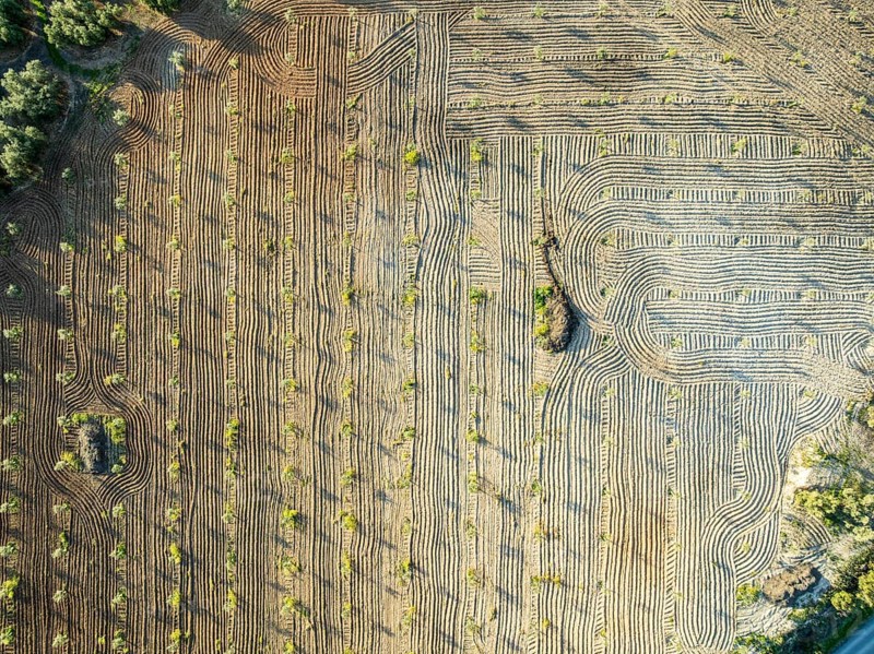 Fields of olive trees, trees planted in rows, aerial view, near village Cabra, Andalusia, Spain, Europe