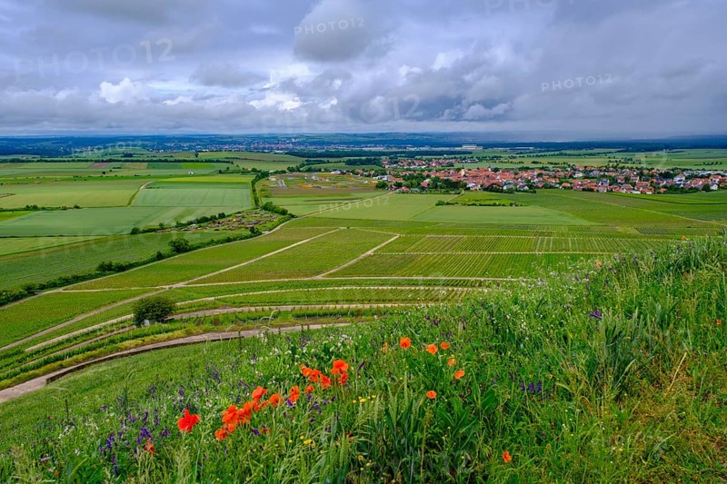 Terroir f, viewpoint in the vineyards on the Schwanberg near Rödelsee, Steigerwald nature park Park, Lower Franconia, Franconia, Germany, Europe