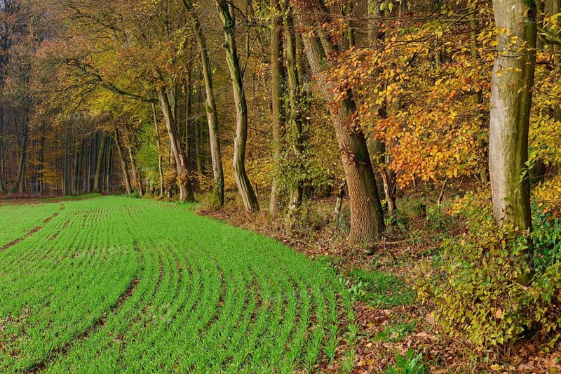 Green field, next to autumn coloured trees in the forest, Hornbach, Walldürn, Odenwald, Neckar-Odenwald Kreis, Baden-Württemberg, Germany, Europe