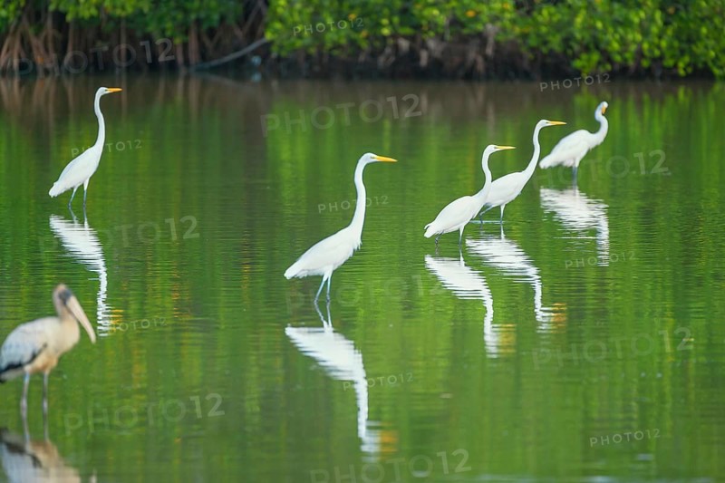 Great white egrets (Ardea alba) looking for food in a pond, Sanibel Island, J.N. Ding Darling National Wildlife Refuge, Florida, USA, North America