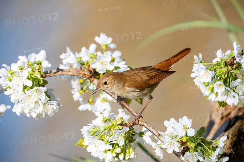 Nightingale (Luscinia megarhynchos) Germany