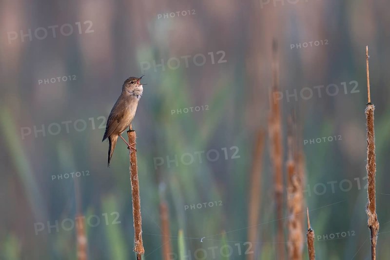 Reed warbler (Locustella luscinioides), Wittlich, RLP, Germany, Europe