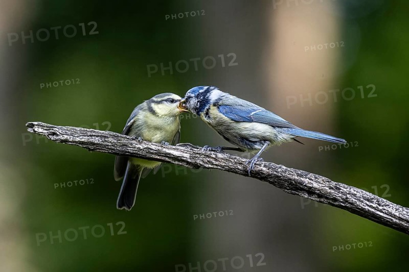 Blue tits (Parus caerulea), feeding young animals, Emsland, Lower Saxony, Germany, Europe