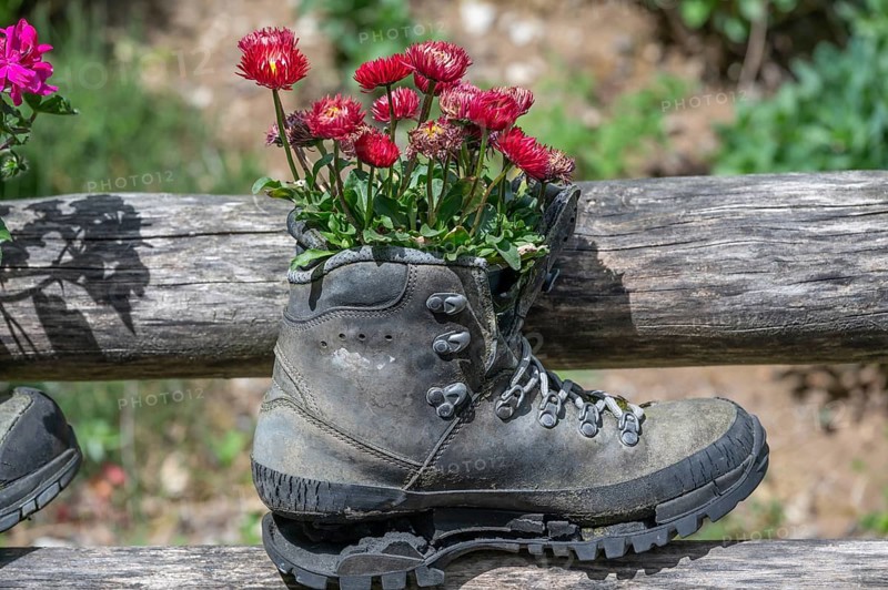 Flowers in a worn mountain shoe, Bavaria, Germany, Europe