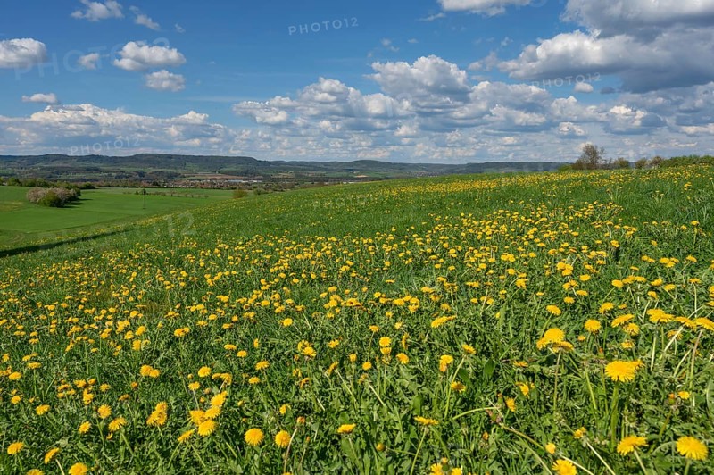 Dandelion meadow (Taraxacum), cloudy sky, Franconia, Bavaria, Germany, Europe