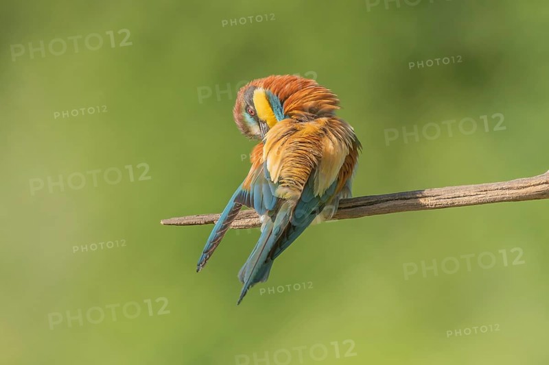 European bee-eater (Merops apiaster) on a branch during the breeding season in spring. Jechtingen, Emmendingen, Kaiserstuhl, Freiburg im Breisgau, Baden-Württemberg, Germany, Europe