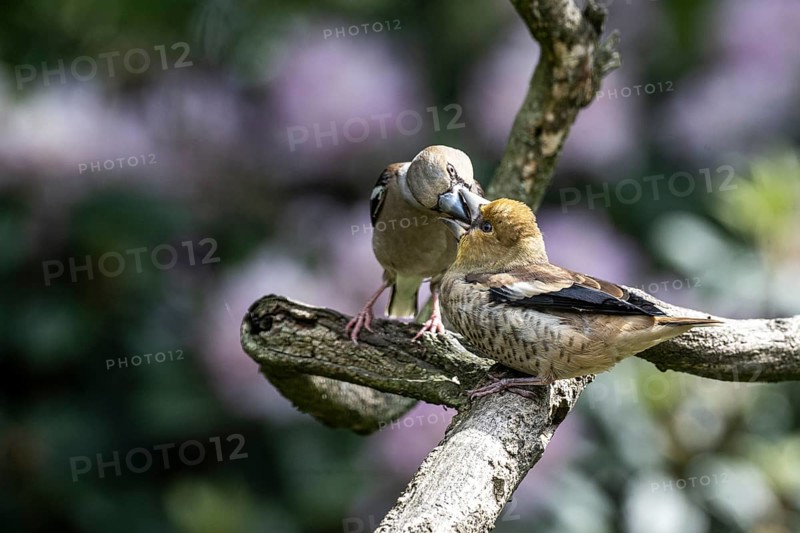 Hawfinch (Coccothraustes coccothraustes), feeding juveniles, Emsland, Lower Saxony, Germany, Europe