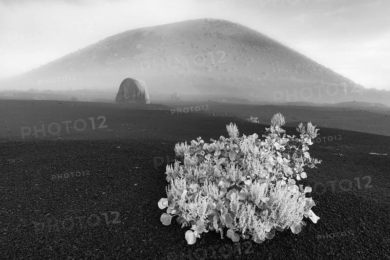 Canary Island dock (Rumex lunaria) and lava bomb in front of the Caldera Colorada, Parque Natural de Los Volcanes, near Masdache, Lanzarote, Canary Islands, Spain, Europe