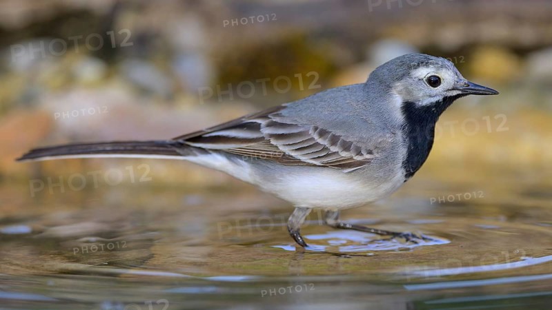 White wagtail (Motacilla alba), male bathing, biosphere reserve, Swabian Alb, Baden-Württemberg, Germany, Europe