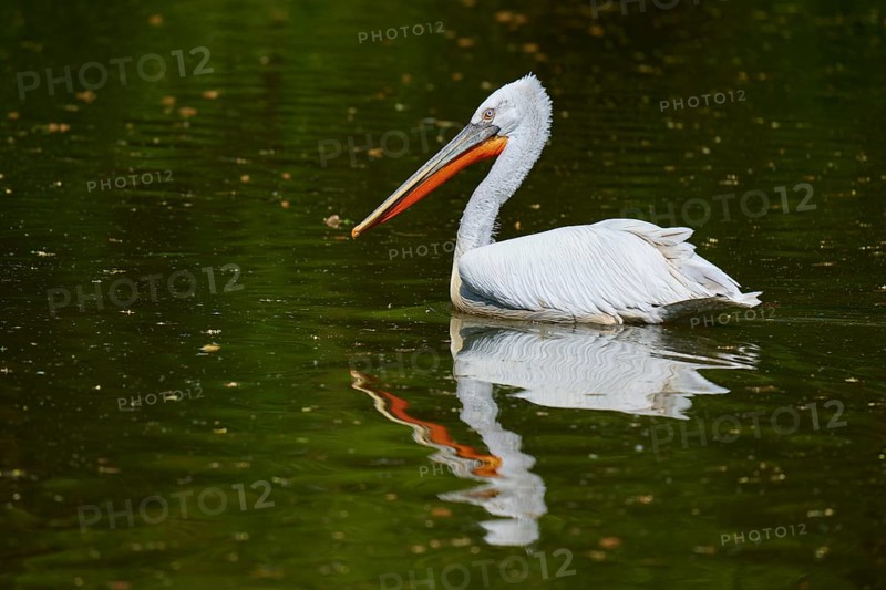 Dalmatian pelican (Pelecanus crispus), gliding over a peaceful pond, reflecting the surroundings in its plumage, France, Europe
