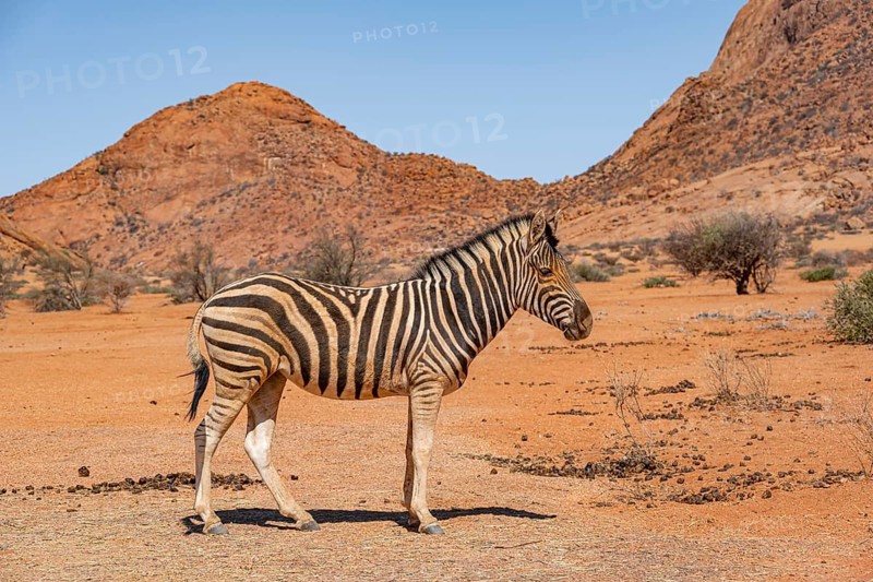 Zebra in the desert near Spitzkoppe, Namibia, Africa