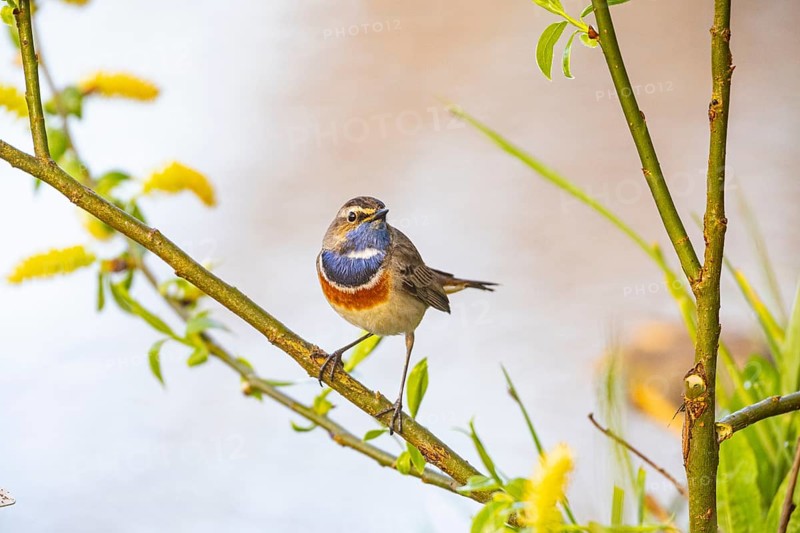 Bluethroat (Luscinia svecica cyanecula) ml Germany