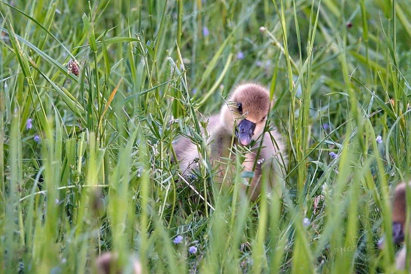 Greylag goose, chick, May, Germany, Europe