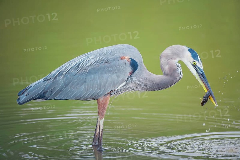 Great blue heron (Ardea herodias) catching fish, Sanibel Island, J.N. Ding Darling National Wildlife Refuge, Florida, USA, North America
