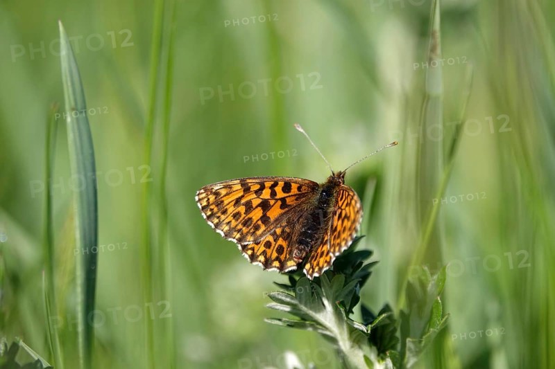 Pearl-bordered moth in a meadow in spring, Germany, Europe