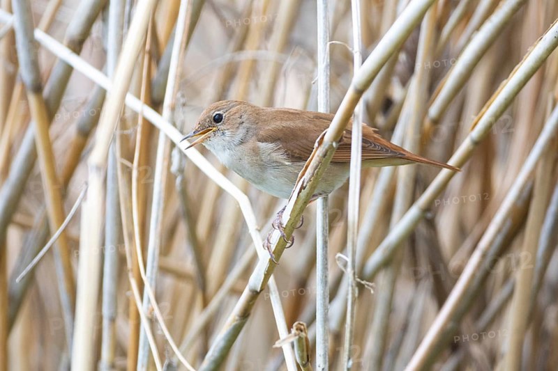 Nightingale (Luscinia megarhynchos) Germany
