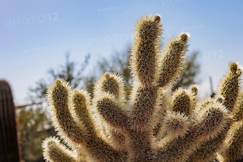 Closeup of a teddy bear cholla (Cylindropuntia bigelovii) cactus at the White Tank Mountain Regional Park in Phoenix, Arizona, USA, North America