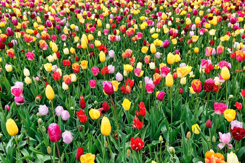 Different coloured tulips (Tulipa), colourful tulip bed, Keukenhof gardens, Lisse, Bollenstreek, South Holland, Netherlands