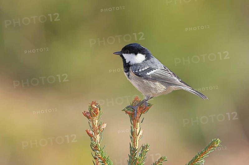 Fir tit (Parus ater), sitting on the top of a young spruce, European spruce (Picea abies), Wilnsdorf, North Rhine-Westphalia, Germany, Europe