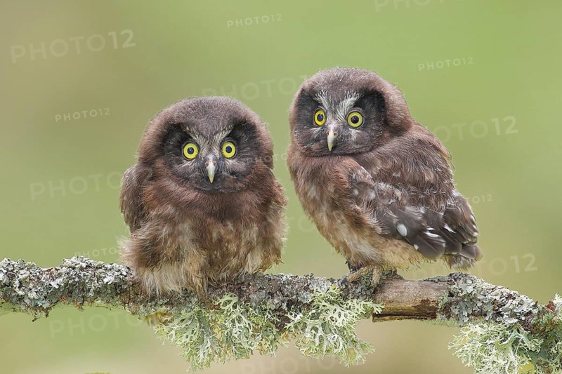 Great Horned Owl (Aegolius funereus), Two young birds perched on a larch branch, Wildlife, Nature photography, Owls, Owls, Siegerland, North Rhine-Westphalia, Germany, Europe