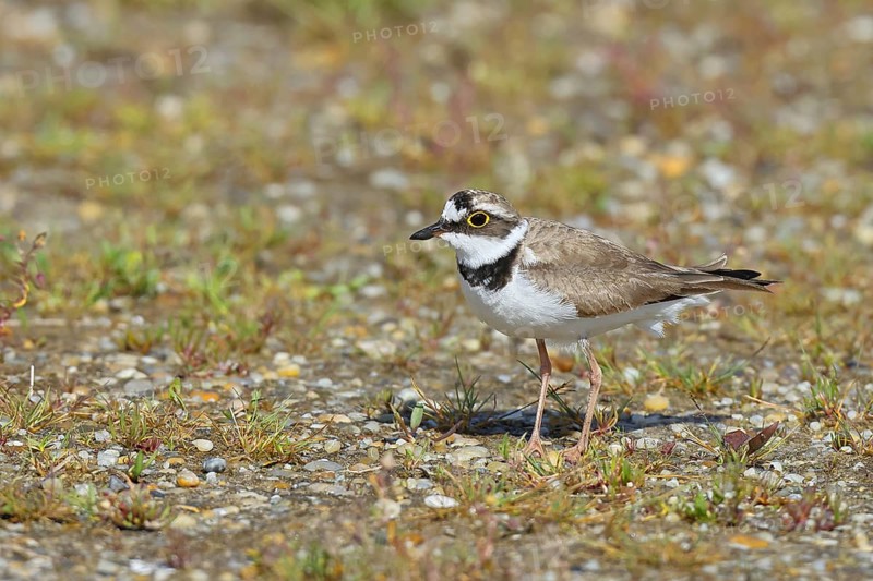 Little Ringed Plover (Charadrius dubius) adult bird standing on a gravel bank at the lakeshore, Wildlife, Lake Neusiedl National Park, Burgenland, Austria, Europe