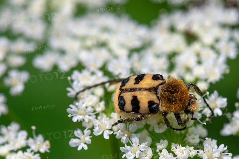 Brush beetle (Trichius) on a goutweed flower, Bavaria, Germany, Europe