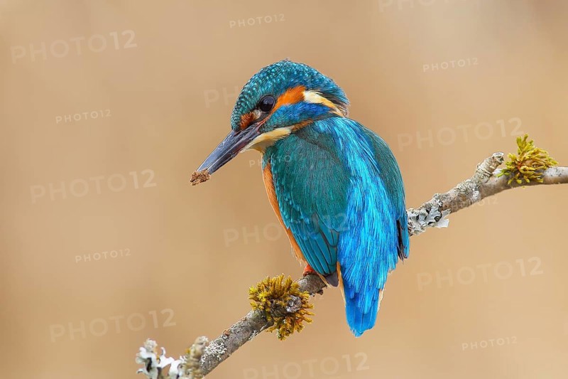 Kingfisher (Alcedo atthis), male sitting on a branch overgrown with lichen, digging a breeding tube, wildlife, nature photography, water bird, Siegerland, North Rhine-Westphalia, Germany, Europe