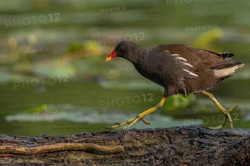 A bog hen (Gallinula chloropus) runs over a tree trunk to her chicks in her nest. Bas rhin, Alsace, grand est, France, Europe