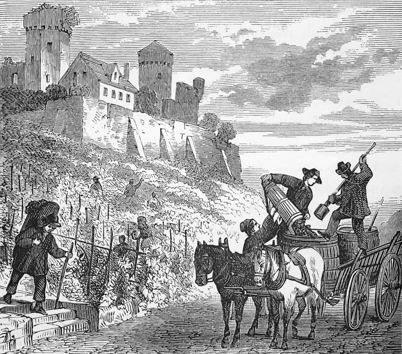 Gathering grapes, around 1870, vineyard in central France, digital reproduction of a historical model