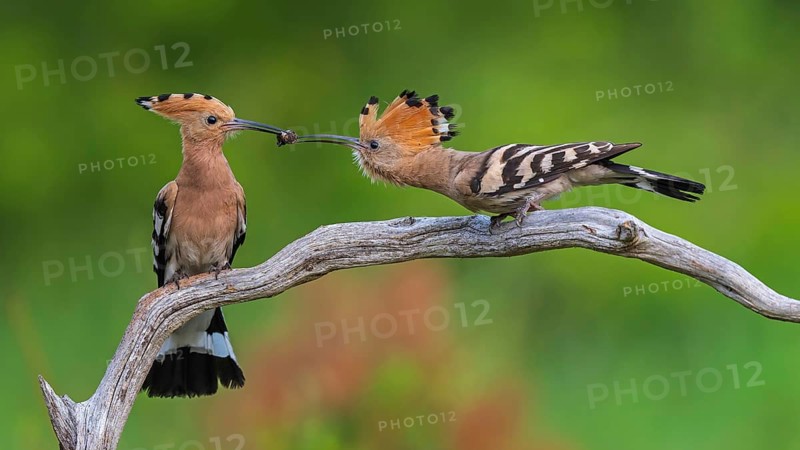 Hoopoe (Upupa epops) Bird of the Year 2022, male with food for his female, bridal gift, pair formation, courtship, foraging, erected bonnet, pair, breeding den, sunrise, interaction, flying, begging for food, climate change, Middle Elbe Biosphere Reserve, Saxony-Anhalt, Germany, Europe