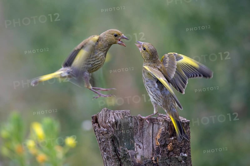 Greenfinch (Chloris chloris), arguing, biosphere reserve, Swabian Alb, Baden-Württemberg, Germany, Europe