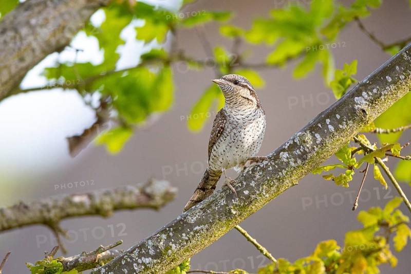 Eurasian wryneck (Jynx torquilla) Germany