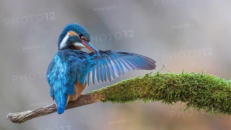 Kingfisher (Alcedo atthis) Indicator for clean flowing waters, female at sunrise during plumage care, mossy perch branch, habitat, flying gem, Middle Elbe River Landscape, Middle Elbe Biosphere Reserve, Saxony-Anhalt, Germany, Europe