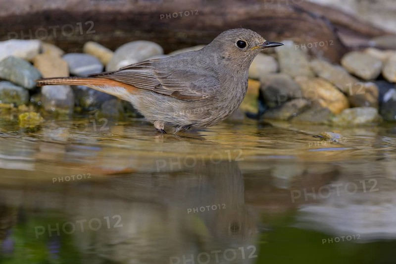 Black redstart (Phoenicurus ochruros), female bathing, biosphere reserve, Swabian Alb, Baden-Württemberg, Germany, Europe