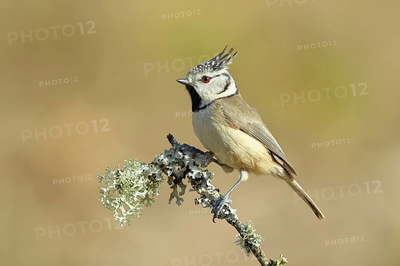 Crested Tit (Lophophanes Scalloped ribbonfish), on a branch overgrown with lichen, Wilnsdorf, North Rhine-Westphalia, Germany, Europe