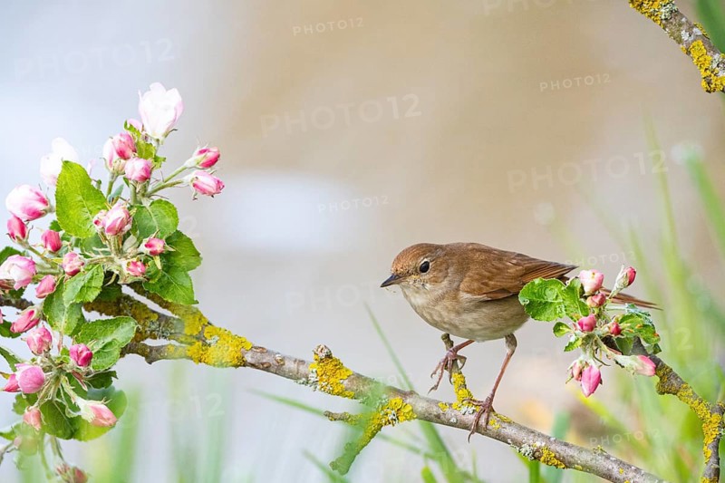 Nightingale (Luscinia megarhynchos) Germany