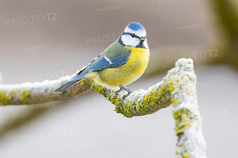 Blue tit (Parus caeruleus) Germany