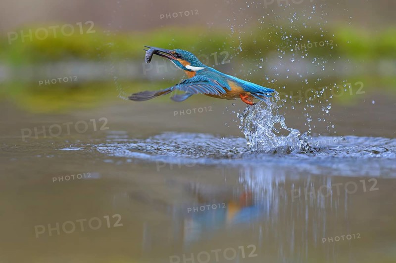 Kingfisher (Alcedo atthis), taking off from the water with a fish in its beak, Lechauen, Bavaria