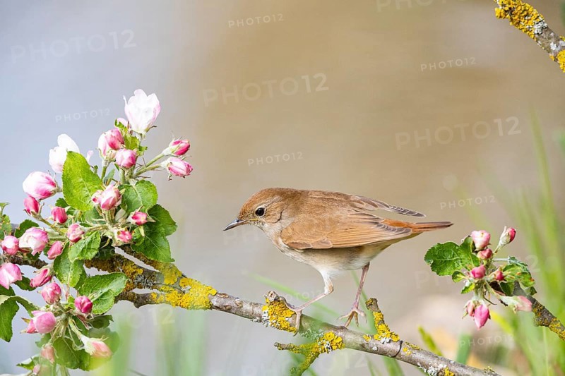 Nightingale (Luscinia megarhynchos) Germany