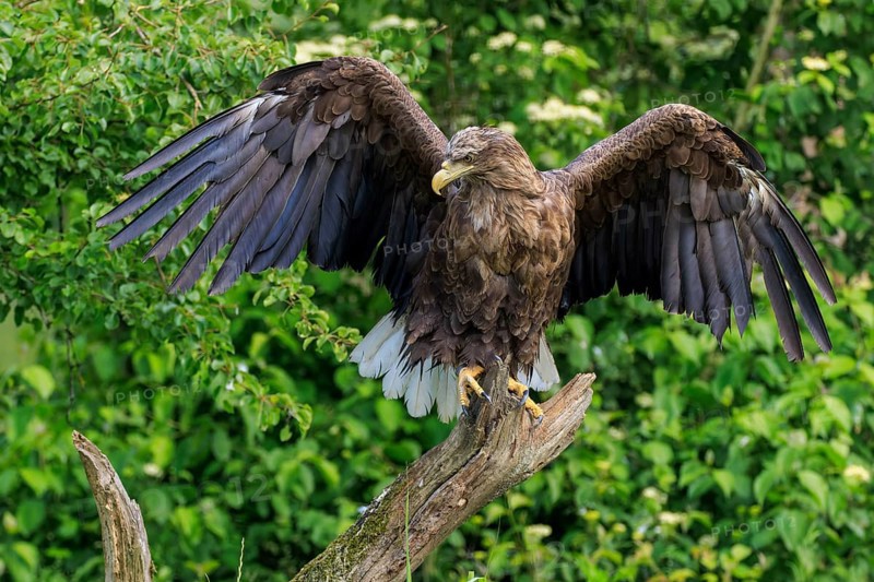 Eagle with open wings standing imposingly on a branch, white-tailed eagle (Haliaeetus albicilla), France, Europe