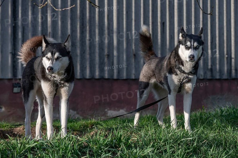 Dogs, two Siberian Huskies (Canis lupus familiaris) in front of a barn on a farm, Bavaria, Germany, Europe