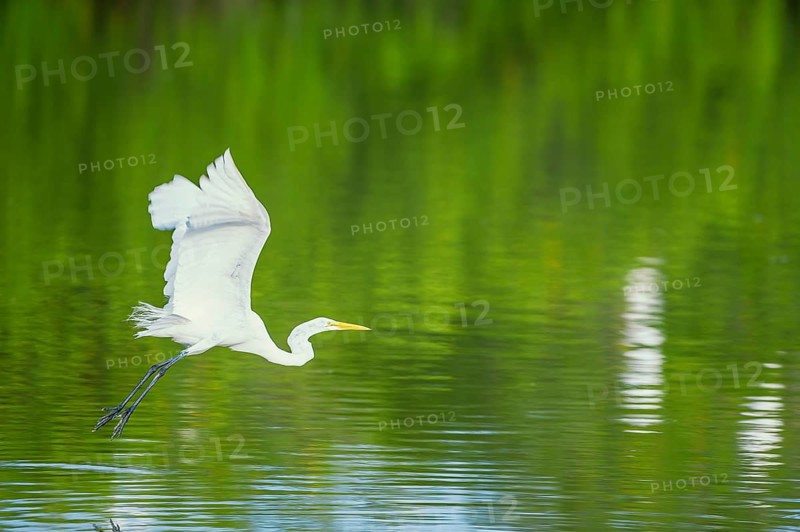 Great white egret (Ardea alba) in flight, Sanibel Island, J.N. Ding Darling National Wildlife Refuge Florida, USA, North America