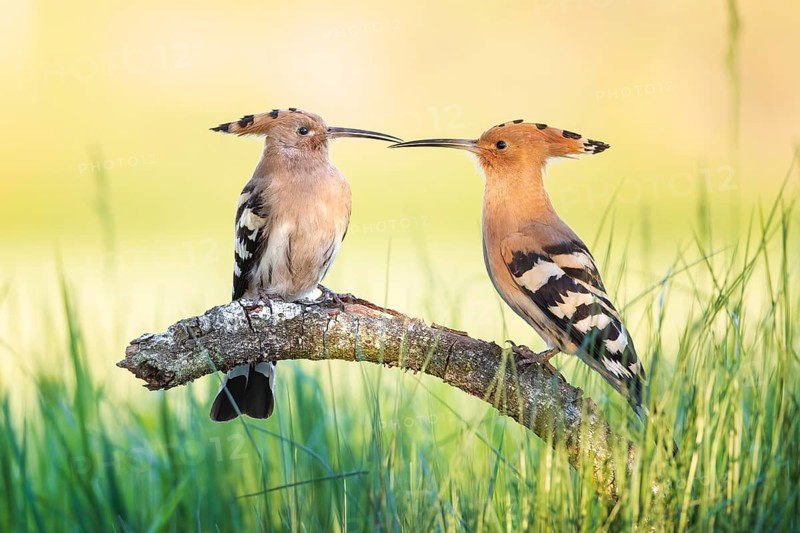 Hoopoe (Upupa epops) Bird of the Year 2022, male with food for his female, bridal gift, mating, courtship, begging for food, foraging, erected bonnet, pair, breeding cavity, sunrise, interaction, flying, begging for food, climate change, Middle Elbe Biosphere Reserve, Saxony-Anhalt, Germany, Europe