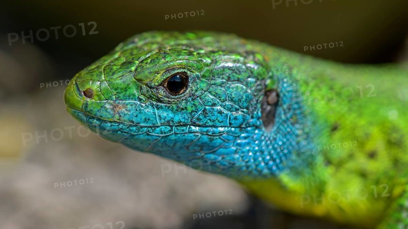 Western green lizard (Lacerta bilineata), animal portrait, resting on a stone of a dry stone wall, Neckar valley, Baden-Württemberg, Germany, Europe