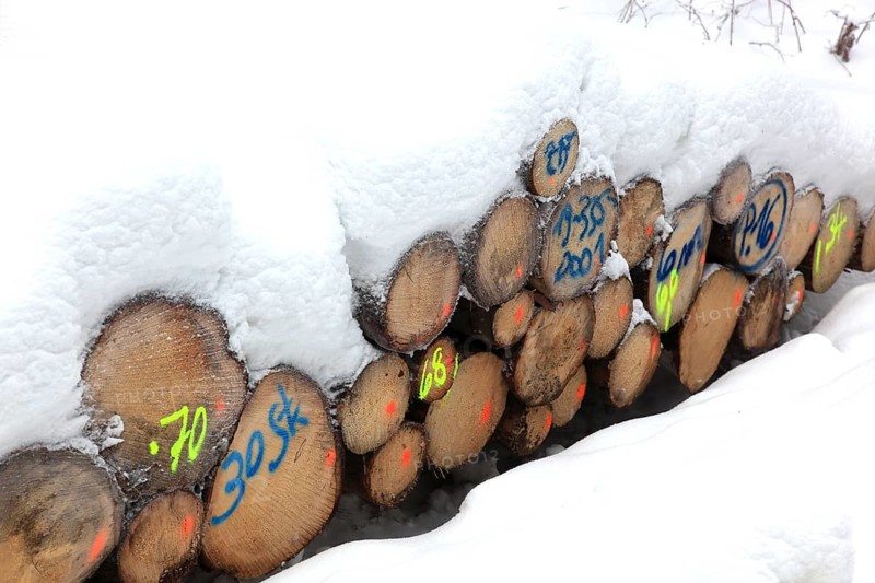 Wood pile, covered by snow, log pile in the forest, timber, firewood, winter