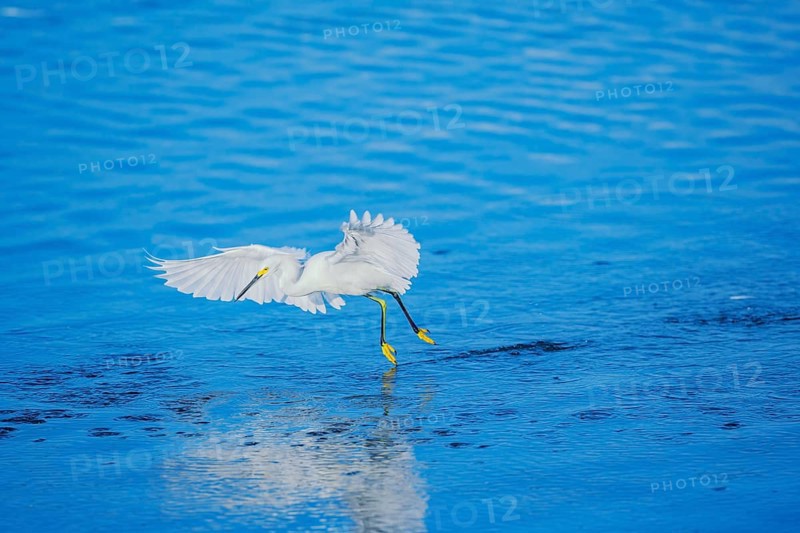 Snowy Egret (Egretta thula) starting flight, Sanibel Island, J.N. Ding Darling National Wildlife Refuge, Florida, USA, North America